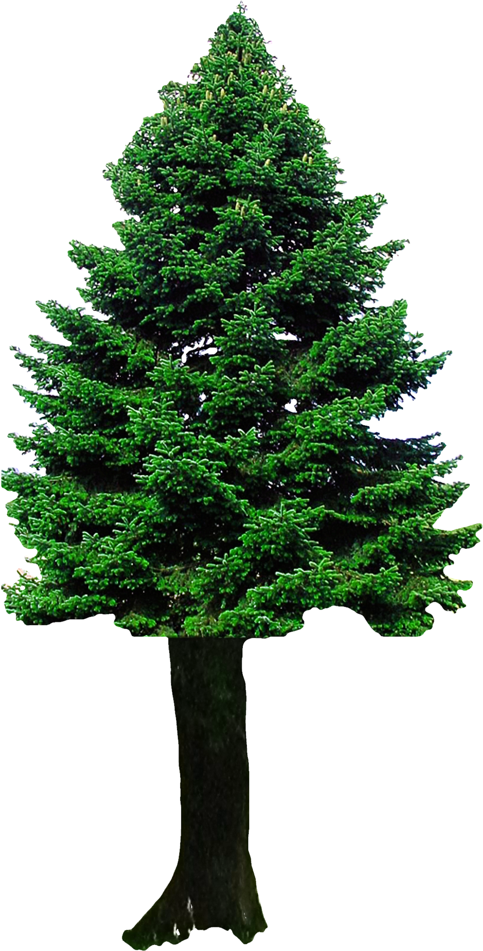 Christmas Tree Png Transparent Image - Png Images Of Tree (1100x1942)