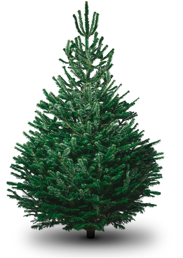 8ft Nordmann Fir - Christmas Tree (1000x1000)