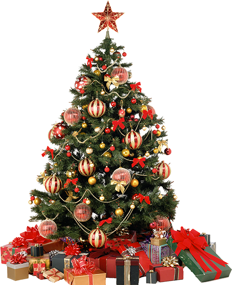 Christmas Tree Png - Real Christmas Tree Transparent (480x588)