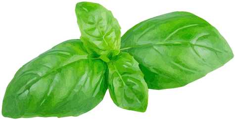 Basil Herb Illustration Transparent Png - Basil Leaves Png (512x512)