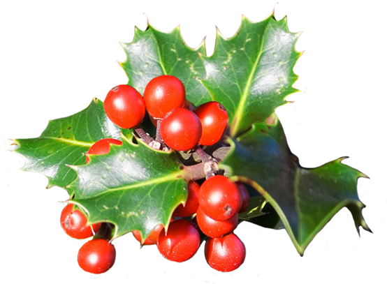 Holly Leaves With Red Berries - Red Christmas Berries Png (591x482)