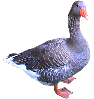 Pigeon Clip Art, Clip Art Of Goose - Goose Bird Png (413x447)