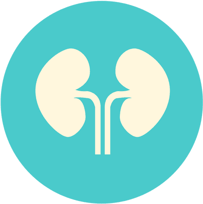 Flat Kidney Circle Icon Transparent Png - Riñon Icono (512x512)