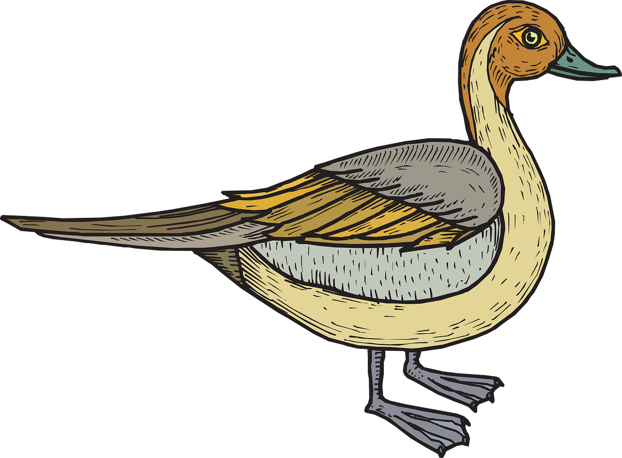 Bird Duck Wings Standing Png Image - Bebek Vektor Png (1280x944)