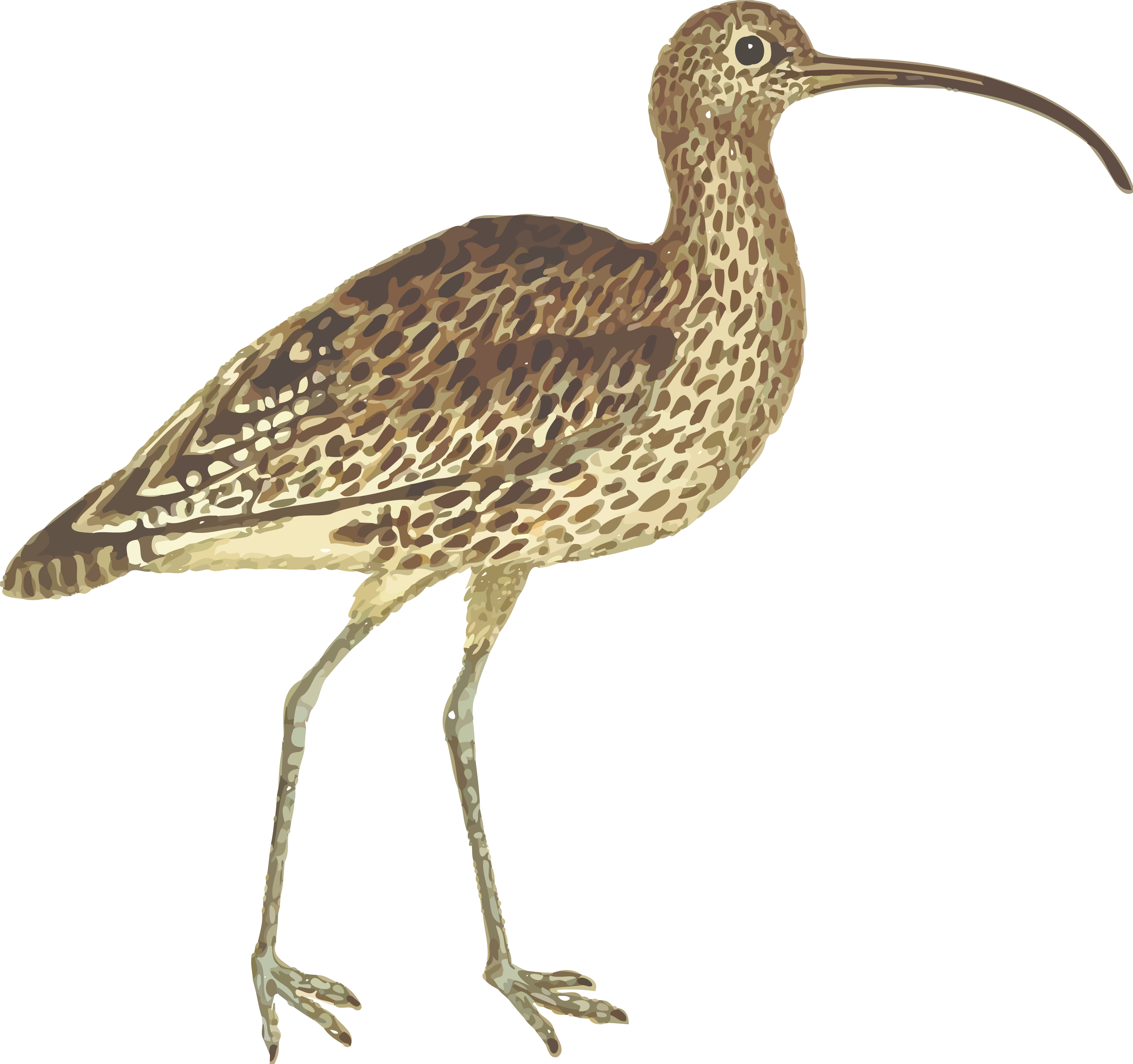 Free Clipart Of A Curlew Bird - Long Billed Curlew Png (4000x3756)