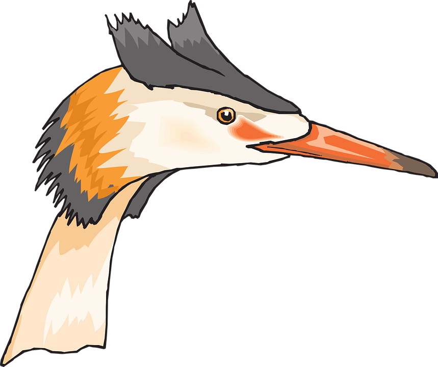 Head, Eye, Bird, Animal, Beak, Heron, Feathers, Eyes - Transparent Lappedykker (859x720)