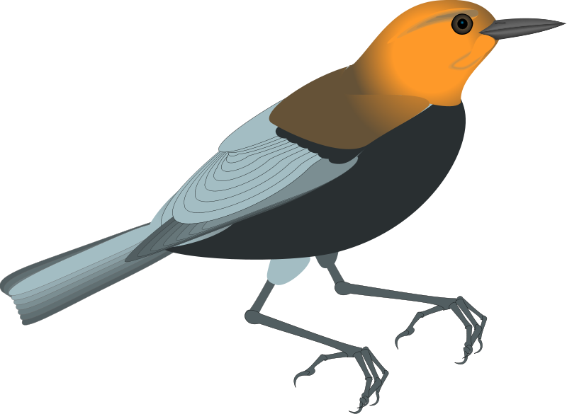 Free Vector Bird - Clip Art (800x585)