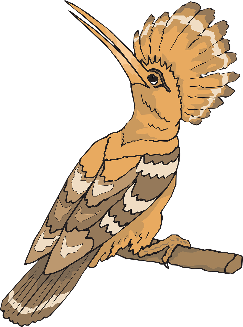 Bird Hoopoe Looking Back Sight Png Image - Hudhud Bird Clip Art (950x1280)