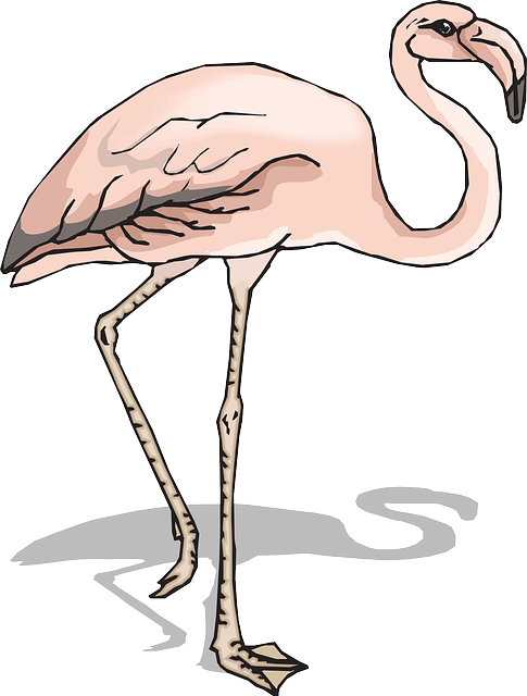 Shadow, Bird, Wings, Flamingo, Long, Neck, Animal, - Kaki Burung Flamingo (485x640)