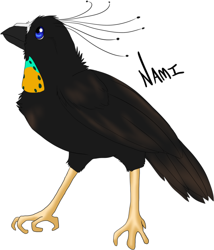 Bird Of Paradise - Parotia (800x914)