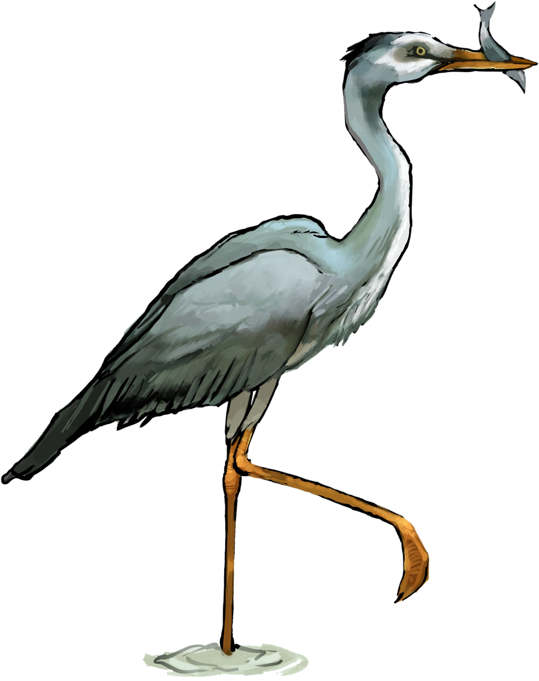 Heron Clipart Crane Bird - Heron Clipart (1122x1480)