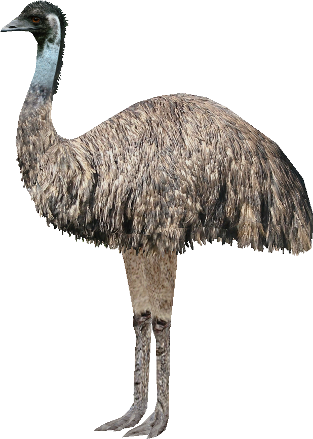Emu Ludozoo - Great Emu War Meme (927x903)