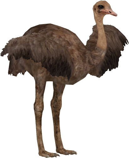 Somali Ostrich F - Ostrich (504x504)