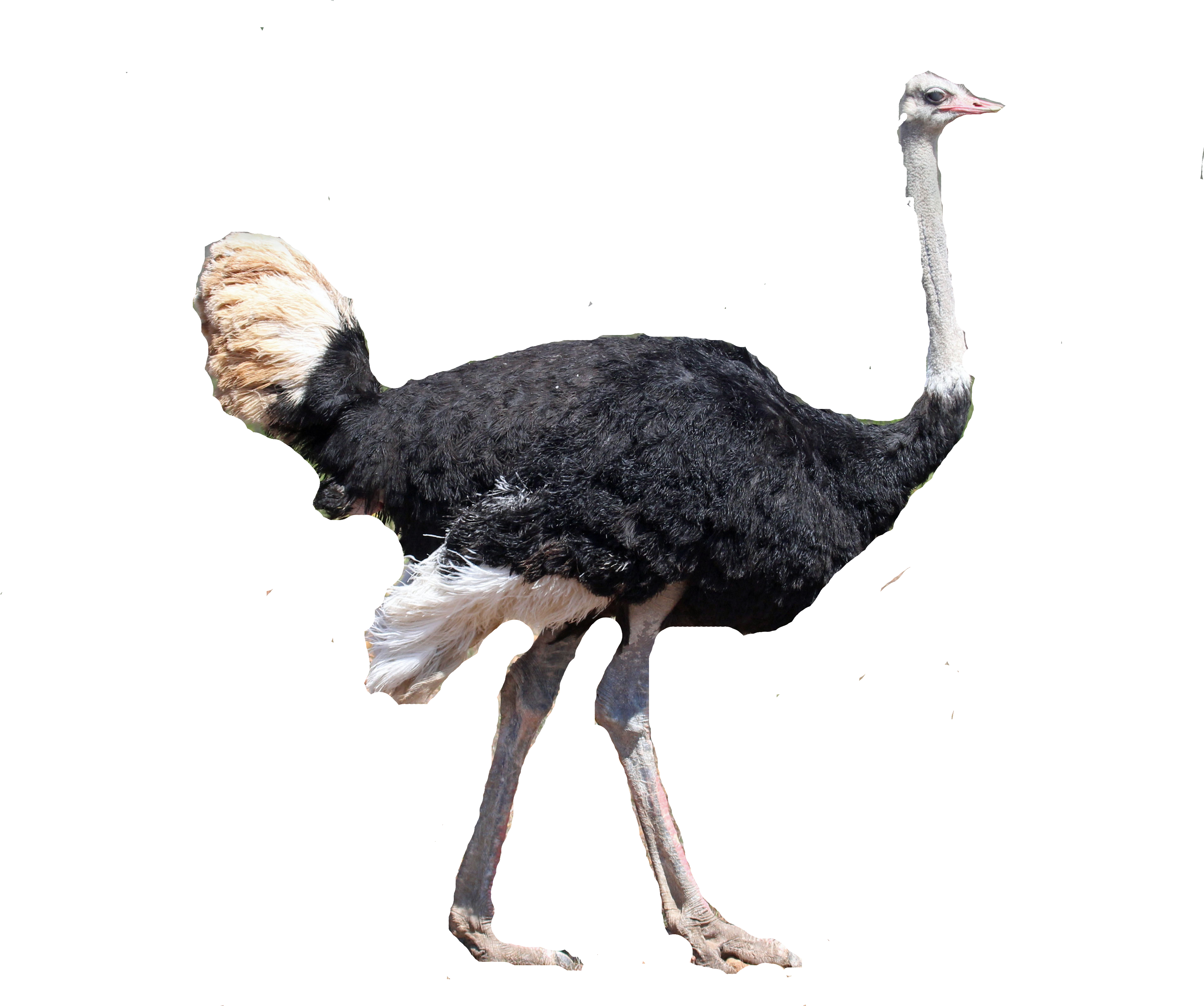 Flightless Bird Common Ostrich Ratite Beak - Ostrich (4222x3185)