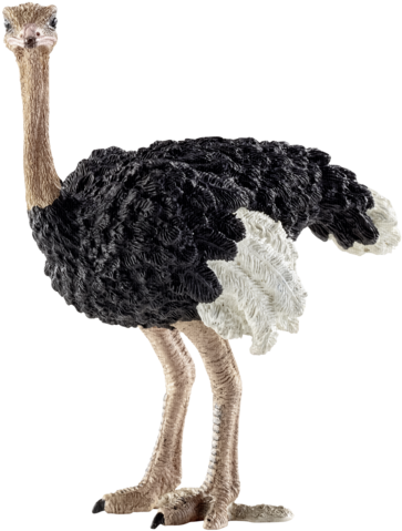Ean - Schleich Ostrich (390x500)