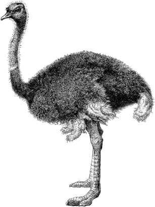 Black And White Ostrich Png Png Images - Antique Print Cassell's Birds C1870 Ostrich Struthio (400x485)