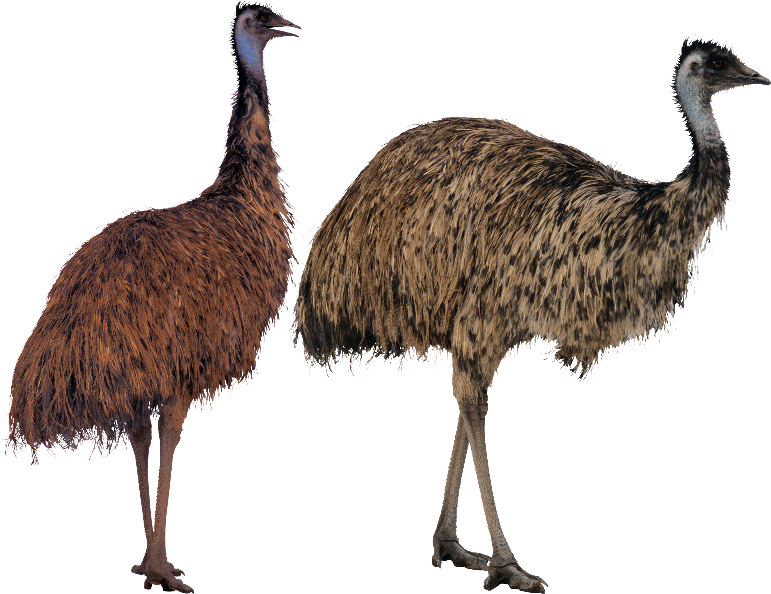 Common Ostrich Bird Emu Lotion Cassowary - Big Bird Sesame Street (2786x2088)