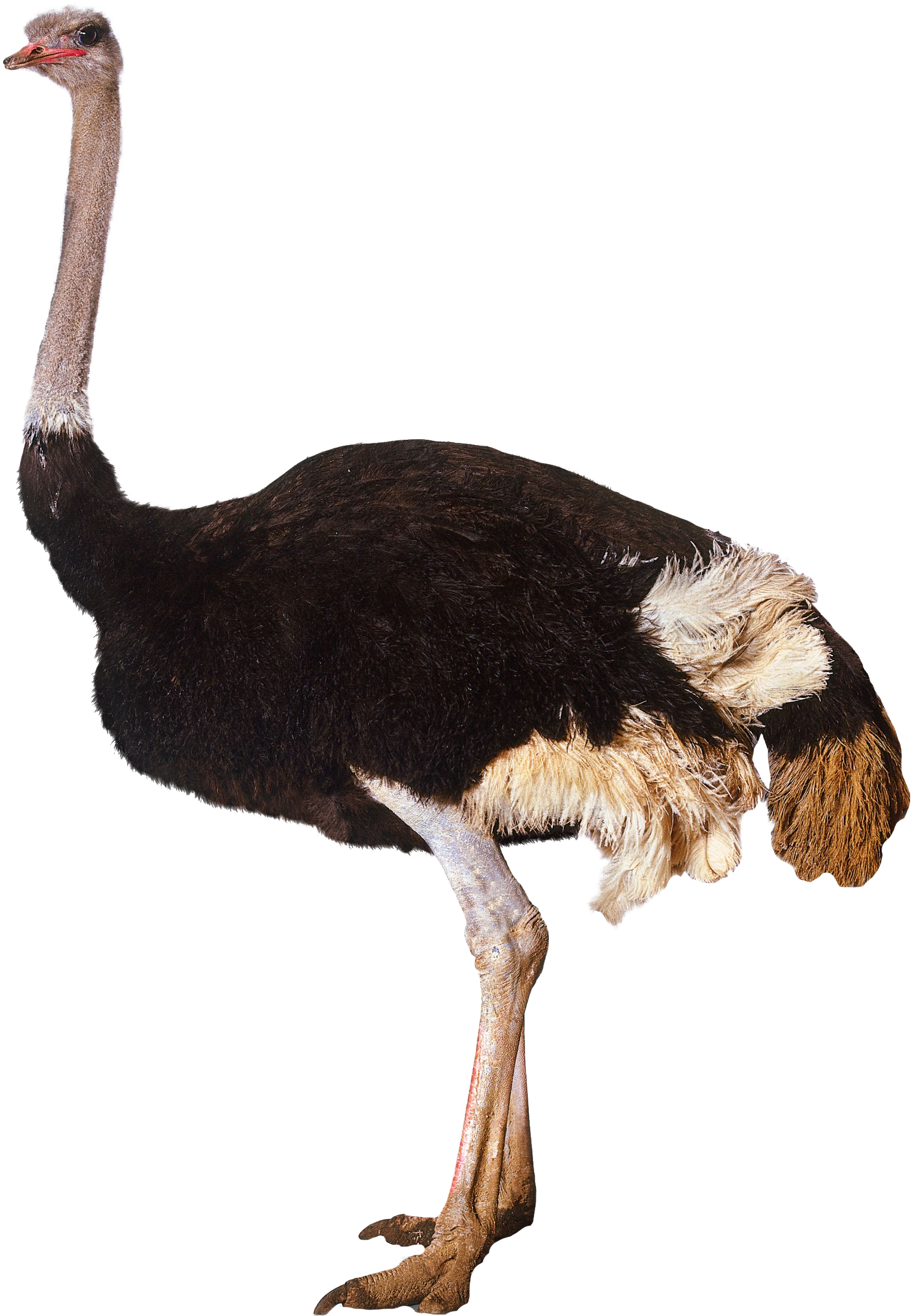 Ostrich Standing Png Image - Ostrich Png (1920x2708)