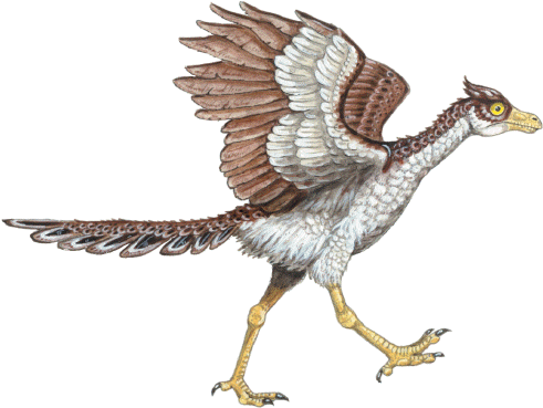 It Had Feathers Covering Its Short Arms, Most Of Its - Evolution Of Dinosaurs (498x376)