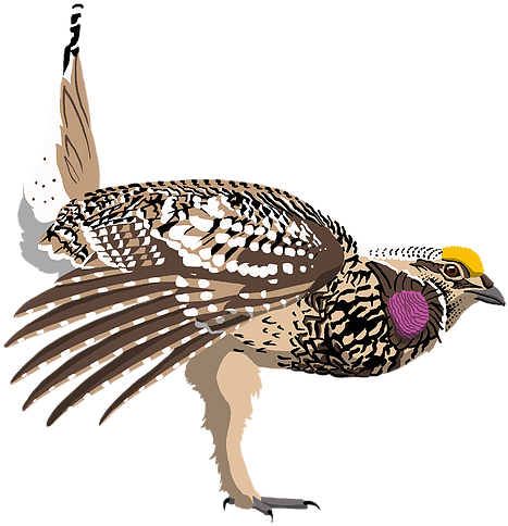 Sharp-taild Grouse - Starling (516x515)