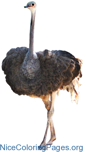 Ostrich Png - Ostrich Png (295x512)