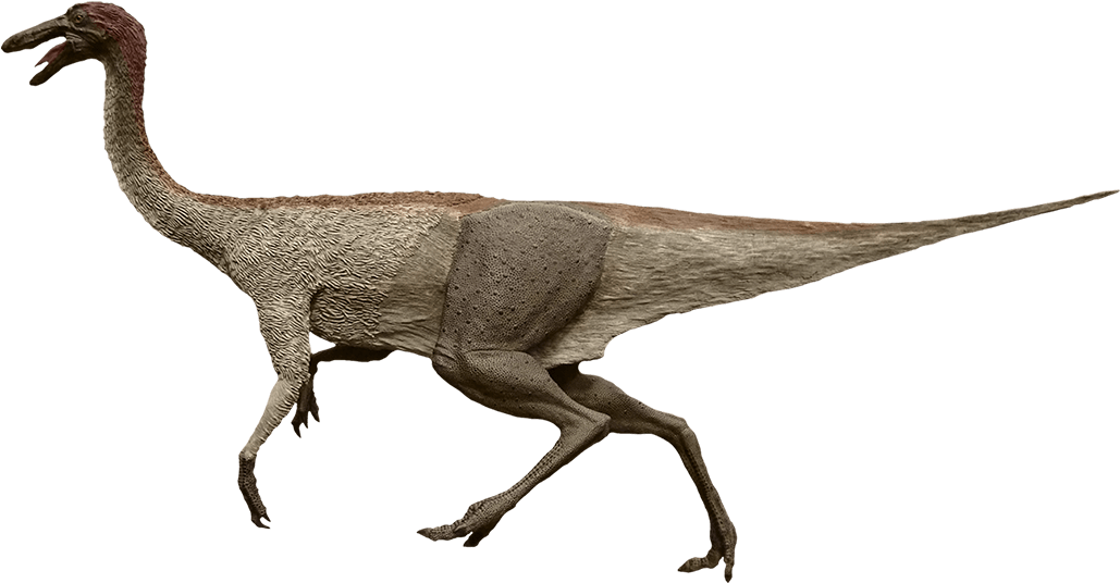 Ostrich-like Dinosaur - Gallimimus Png (1040x535)