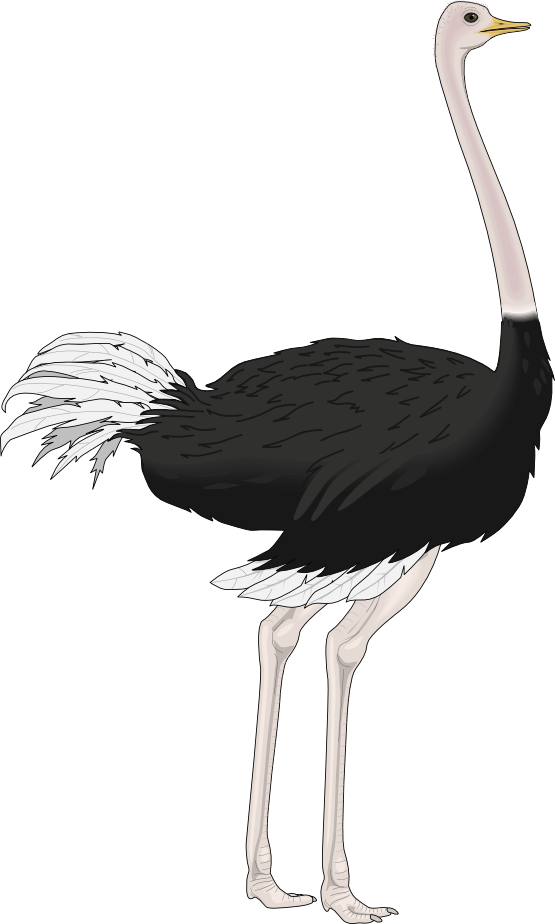 Ostrich Png Hd - Ostrich Clipart (555x924)