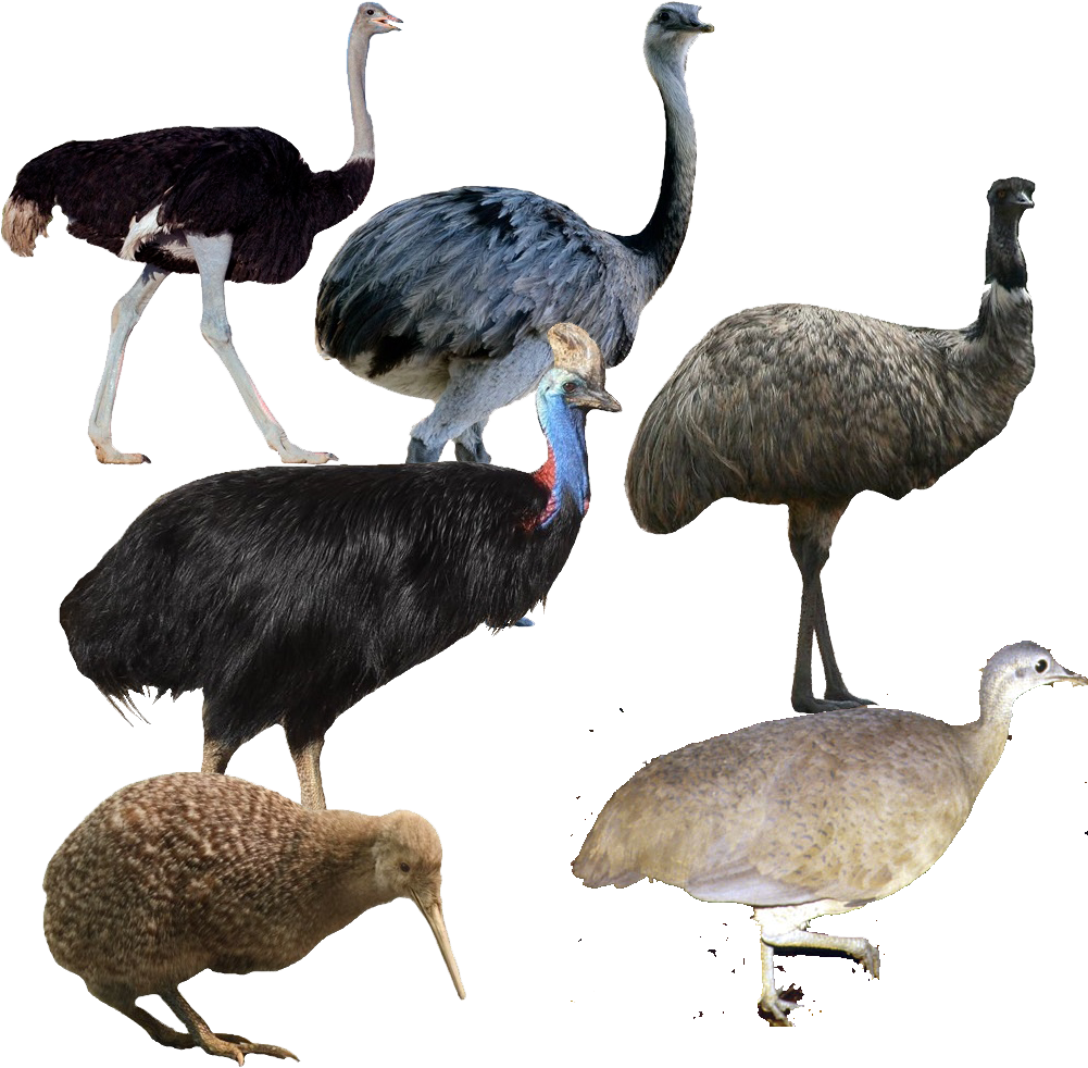 Palaeognathae - Emu Vs Ostrich Vs Cassowary (1000x1000)