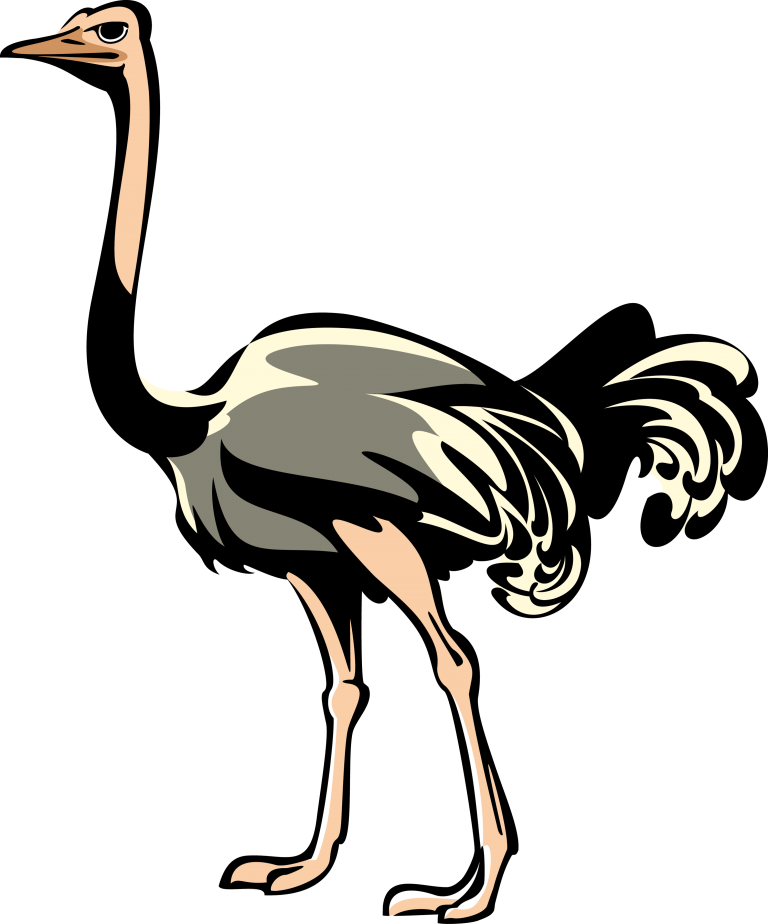 Download Ostrich Png Clipart - Ostrich Png (768x924)