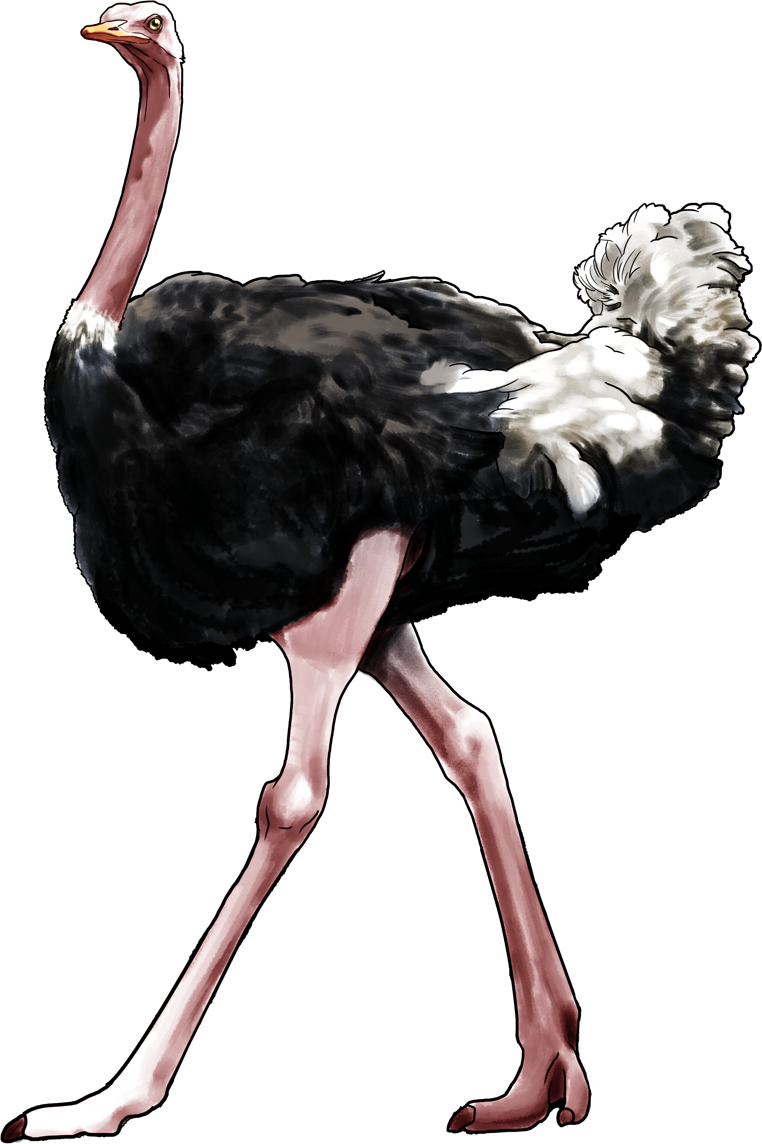Ostrich Ethics - Ostrichpng Transparent (2550x3900)