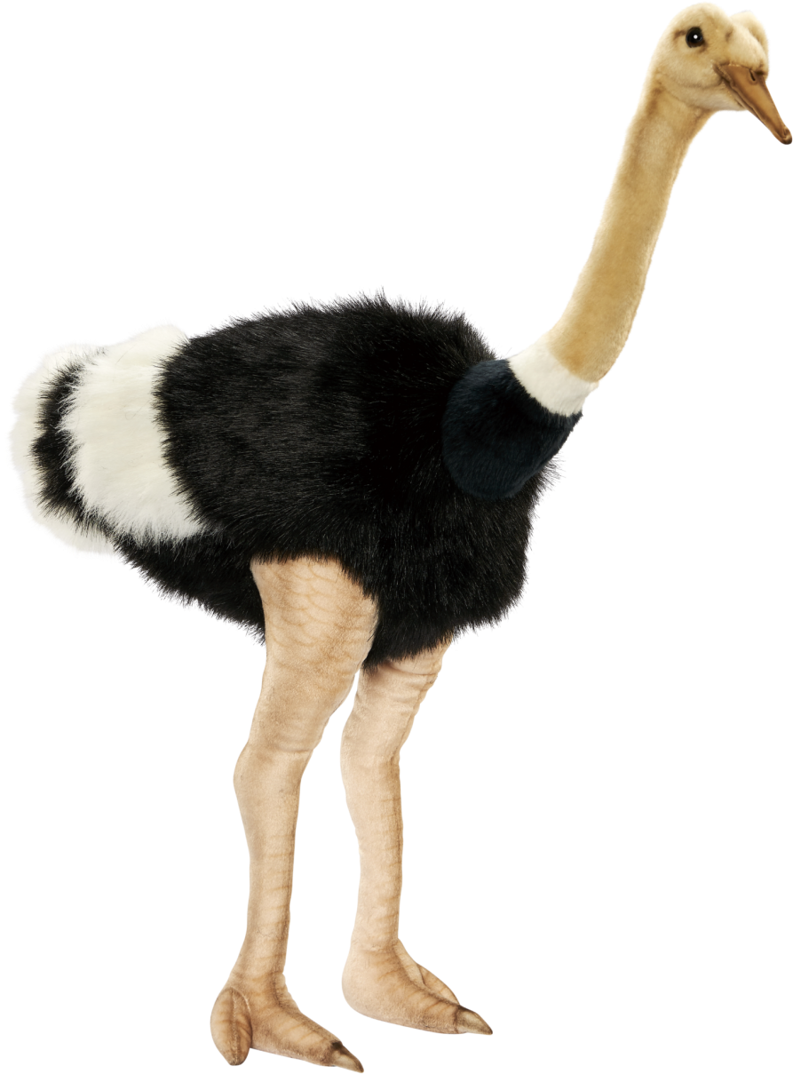 Download Animals Ostrich Png Transparent Images Transparent - Ostrich (1000x1253)