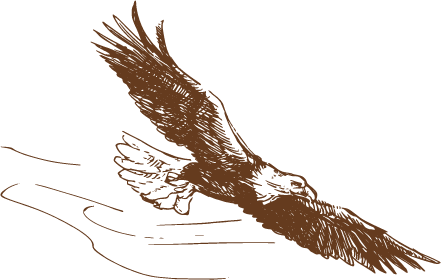 Eagle Flying Drawing2 - Golden Eagle (441x280)