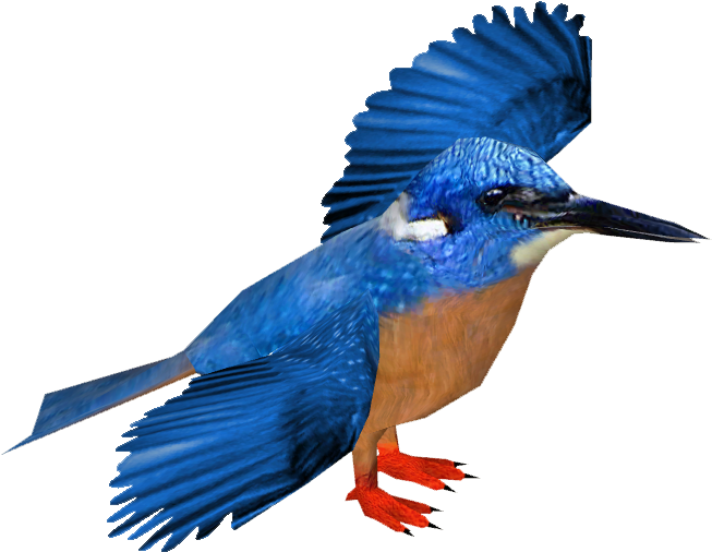 Blue-eared Kingfisher - Belted Kingfisher (652x652)
