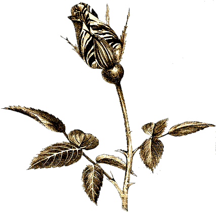 This Is An Illustration Of A Variegated Tea Rose, "american - Free Vintage Graphics (427x421)