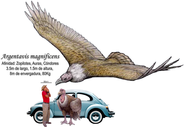 Zoom Info - Extinct South American Condor (640x433)