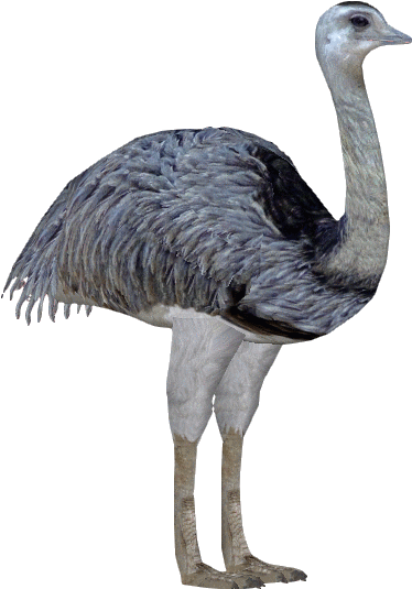 Greater Rhea - Rhea Zt2 Download Library (555x555)