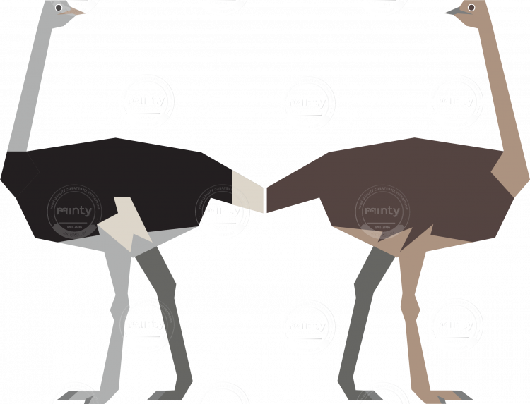 Male And Female Ostrich - Female (750x573)