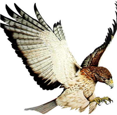 Patrick Hawkins - Red-tailed Hawk (400x400)