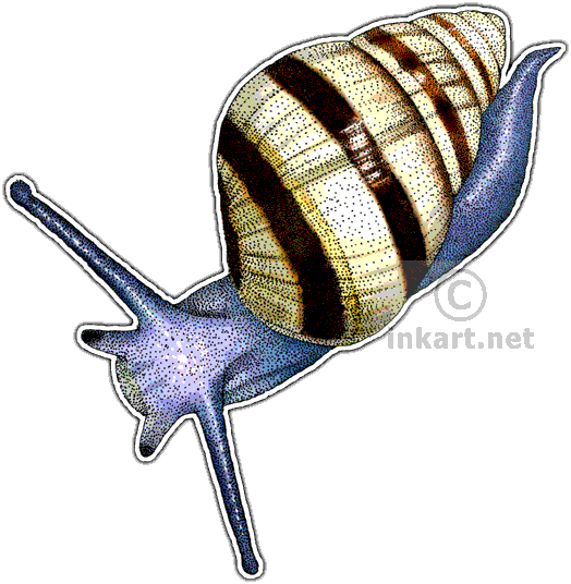 Hawaiian Tree Snail Decal - Drawing (530x541)