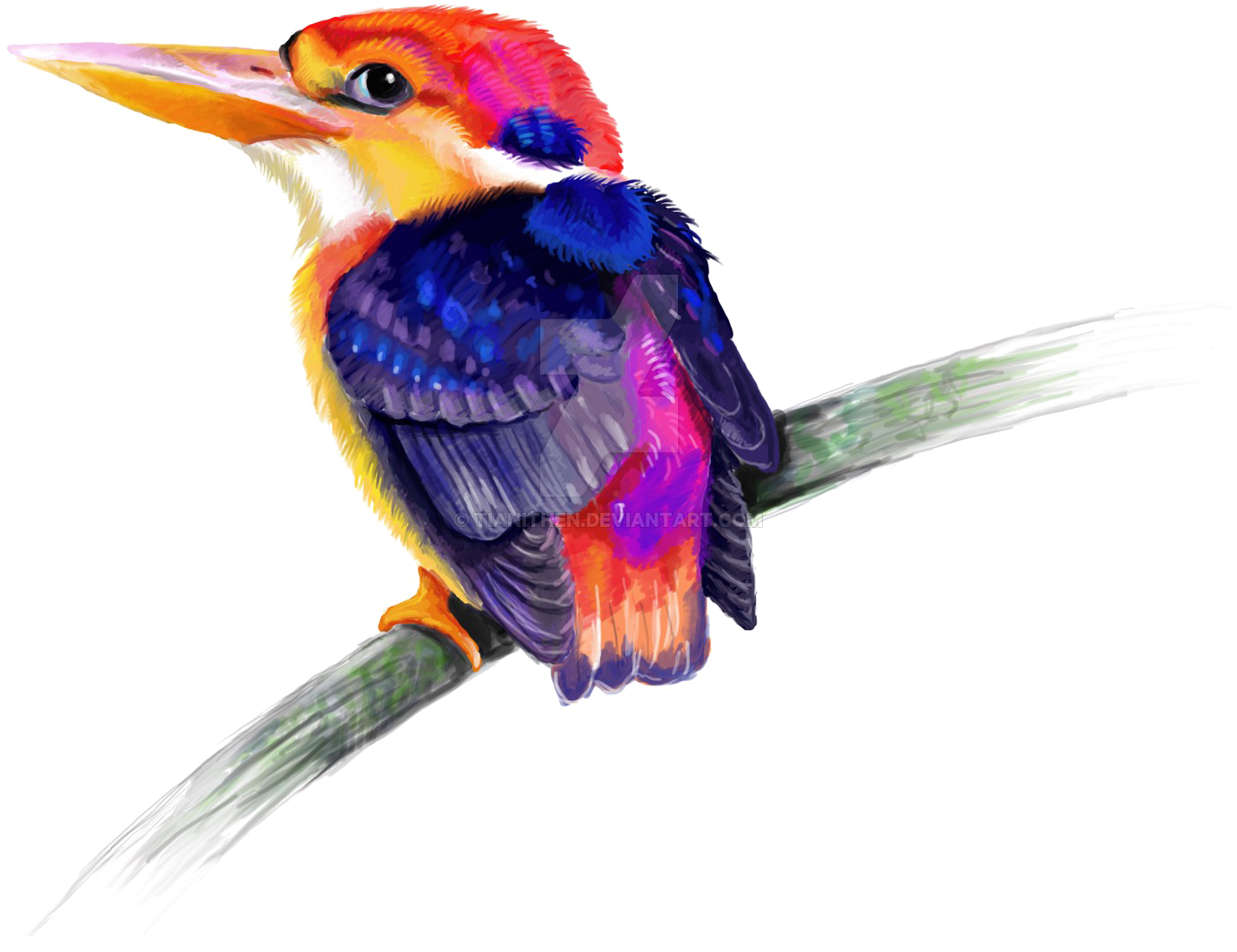 Kingfisher Png Transparent - Portable Network Graphics (1600x1333)