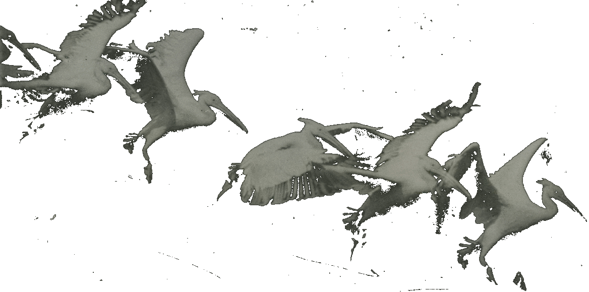 Marey Birds - Bird (1168x579)