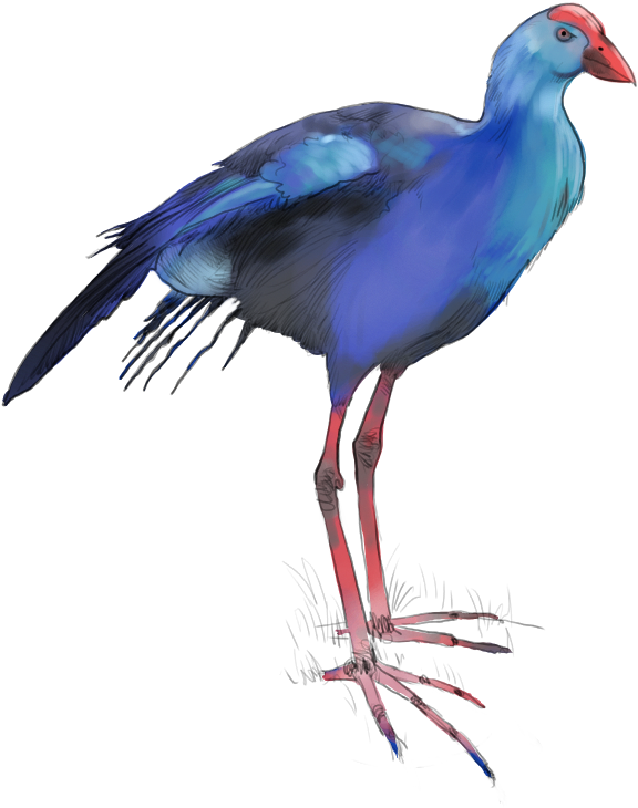 Purple Swamphen - Purple Gallinule (614x739)