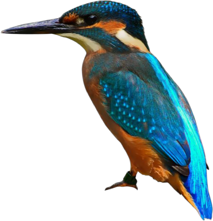 Parts Of A Bird - Colorida Ave Con Gran Pico Para Atrapar Peces (997x1051)