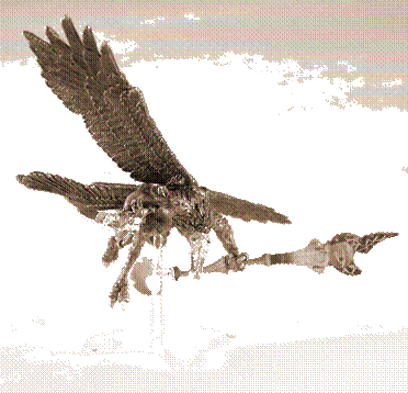 M'kachan - Osprey (372x358)