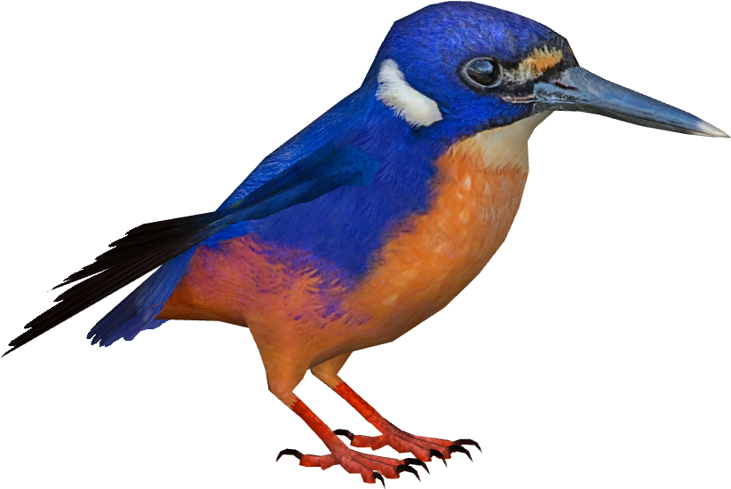 240 × 240 Pixels - Eastern Bluebird (870x870)