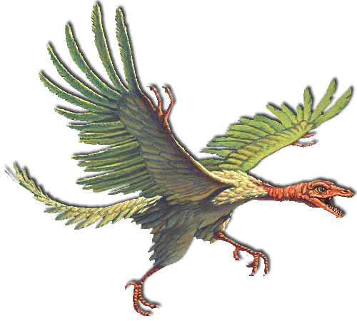 Archaeopteryx, The First Bird - Neimoidian Kreehawk (500x450)