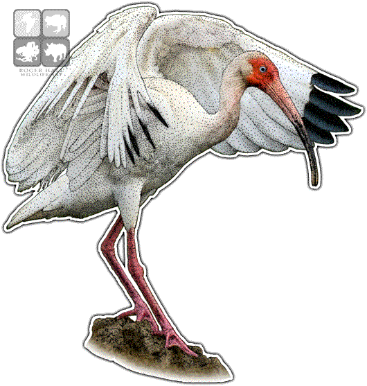American White Ibis Decal - American White Ibis (530x557)