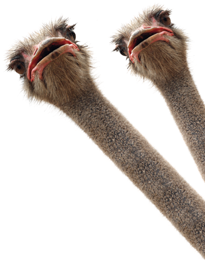 Ostrich - Ostriches Isolated Earring Circle Charm (425x568)