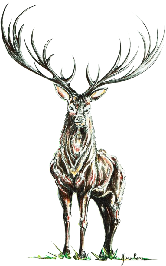 Hand Drawn Illustration - Elk (690x982)
