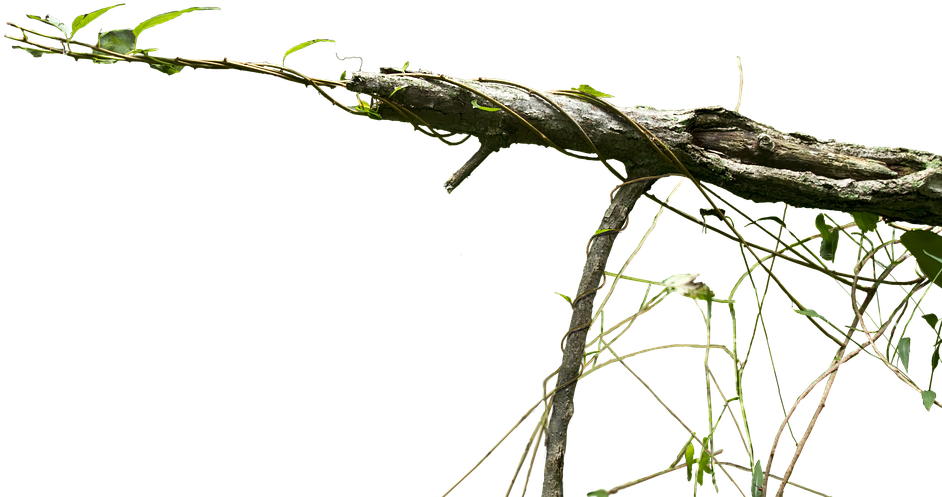 Vine Illustration 14, Buy Clip Art - Vine Png (960x569)